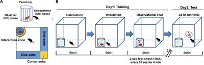 A modified mouse model for observational fear learning and the influence of social hierarchy